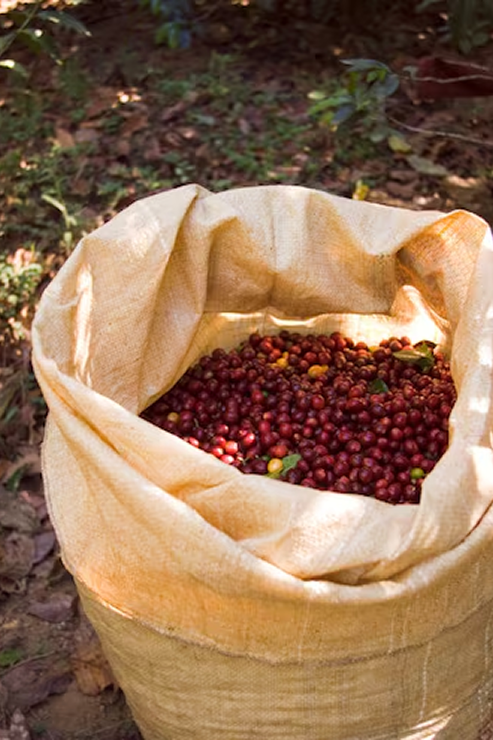 Coffee Farm Experience Tour - photo 2