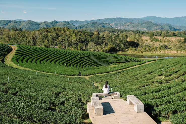 Coffee Farm Experience Tour
