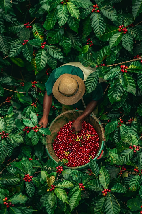 Coffee Farm Experience Tour - photo 3